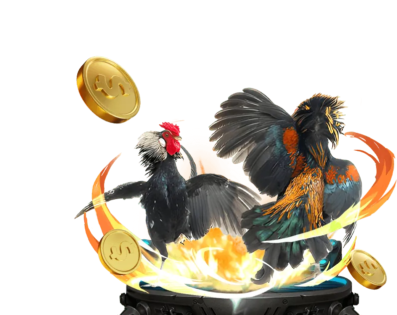 Nghiên cứu gà chiến cat88 win